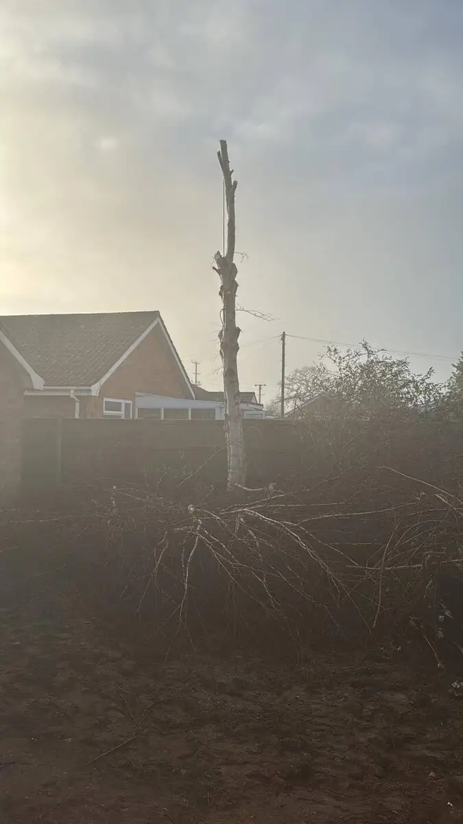 Tall dead tree dismantle in progress