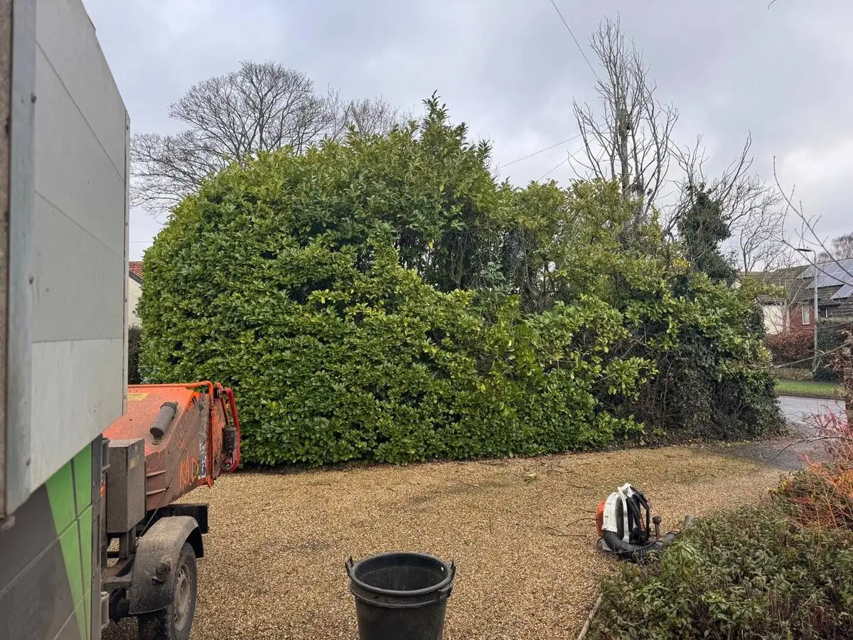 Large laurel hedge before reduction