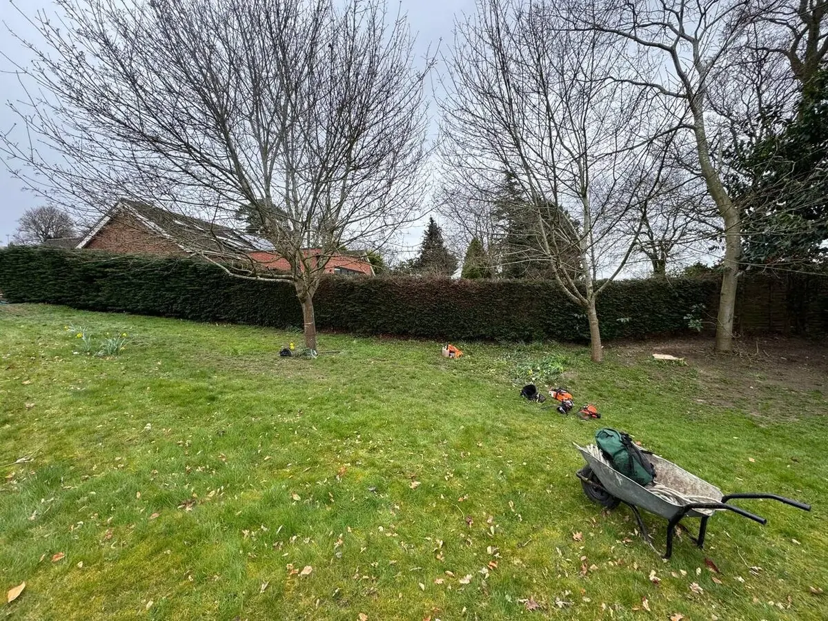 Crown reduction on garden trees with full site clearance