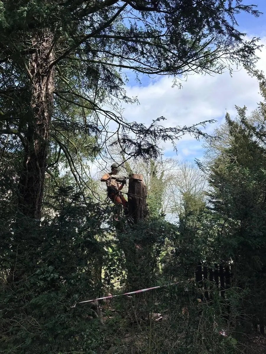 Sectional tree dismantle in a confined garden