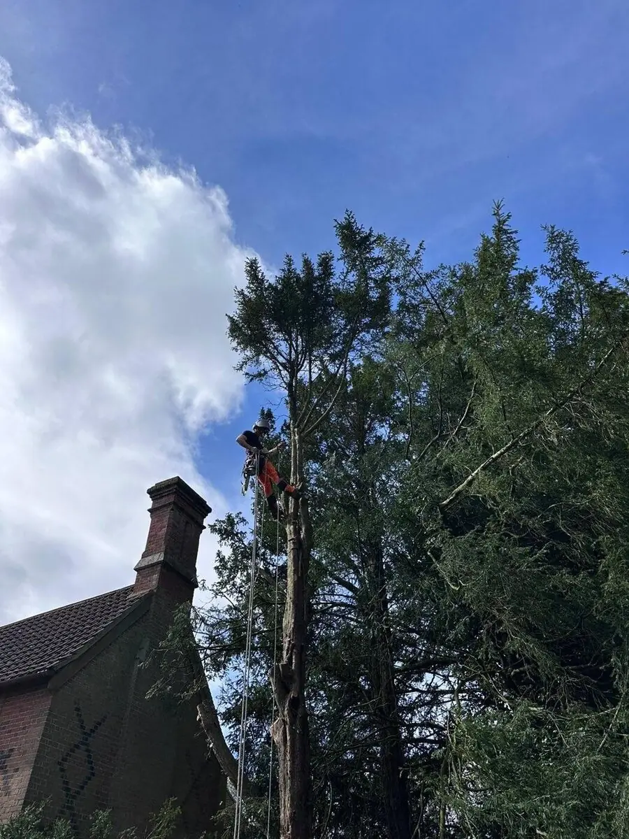 Climber rigging a tall conifer dismantle