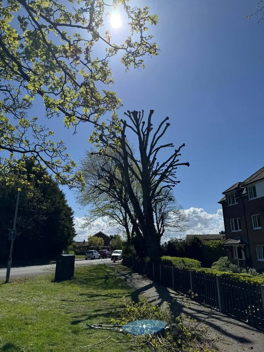 Mature tree pollarding in a residential street