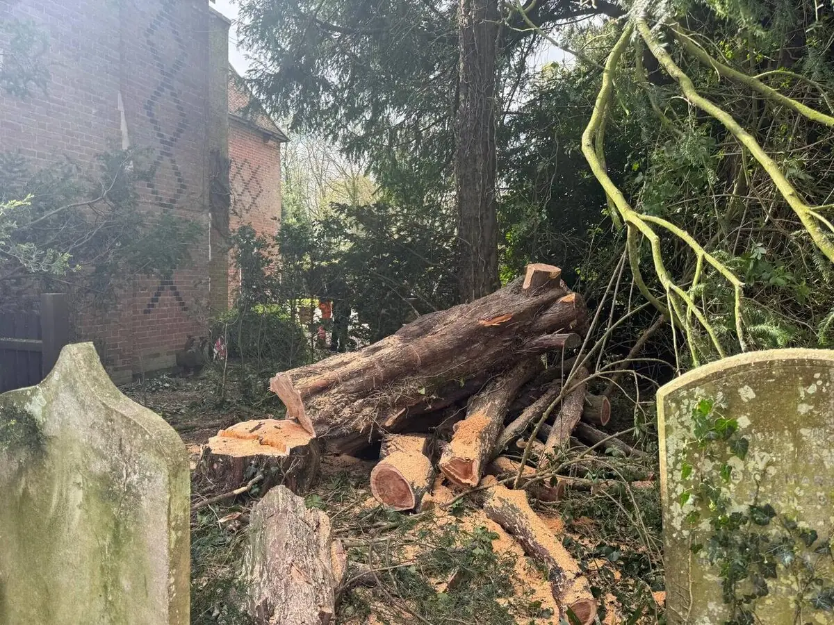 Felled timber stacked at a churchyard removal