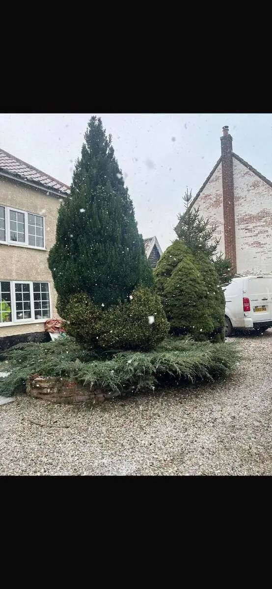 Ornamental topiary shaping in winter