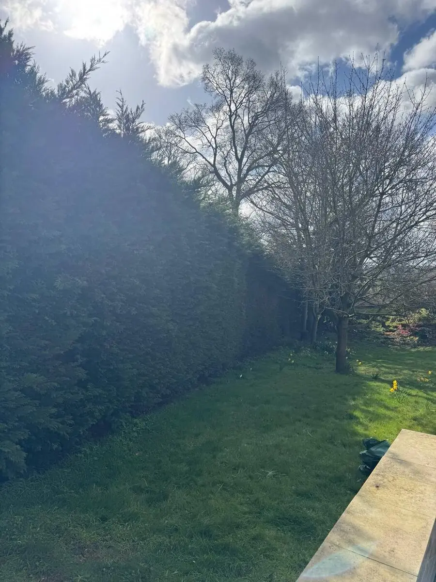 Conifer hedge trimmed to a clean line