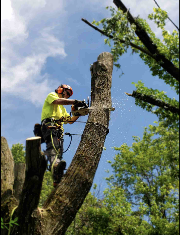 Forestry felling work