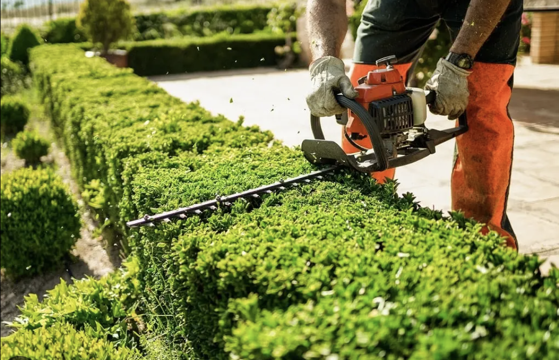 Neatly trimmed hedge