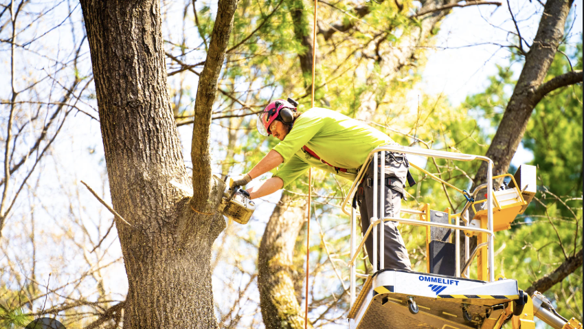Arborist removing a tree