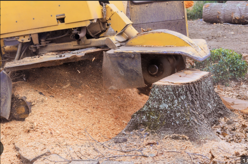 Tree stump being ground